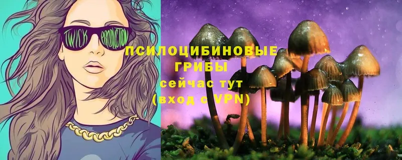 ОМГ ОМГ ссылка  где купить   Дальнегорск  Псилоцибиновые грибы Cubensis 